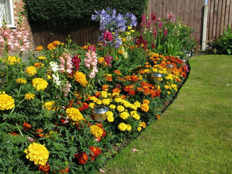 Клумбы из бархатцев (21 фото): идеи для оформления клумб на даче и в саду. с какими другими цветами сочетаются бархатцы? красивые примеры