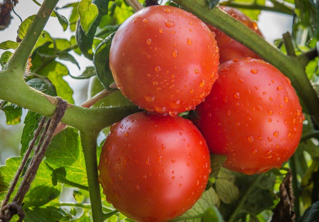 Томат "катя" f1: характеристики и высота куста, описание урожайности сорта, фото-материалы, советы по выращиванию помидор русский фермер