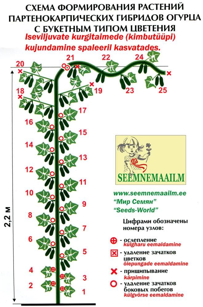 Схема формирования гибридов огурцов