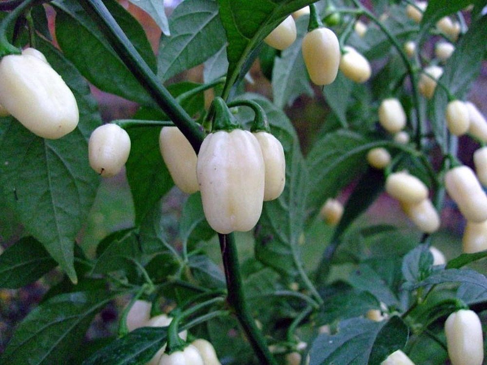 Описание и выращивание перца хабанеро