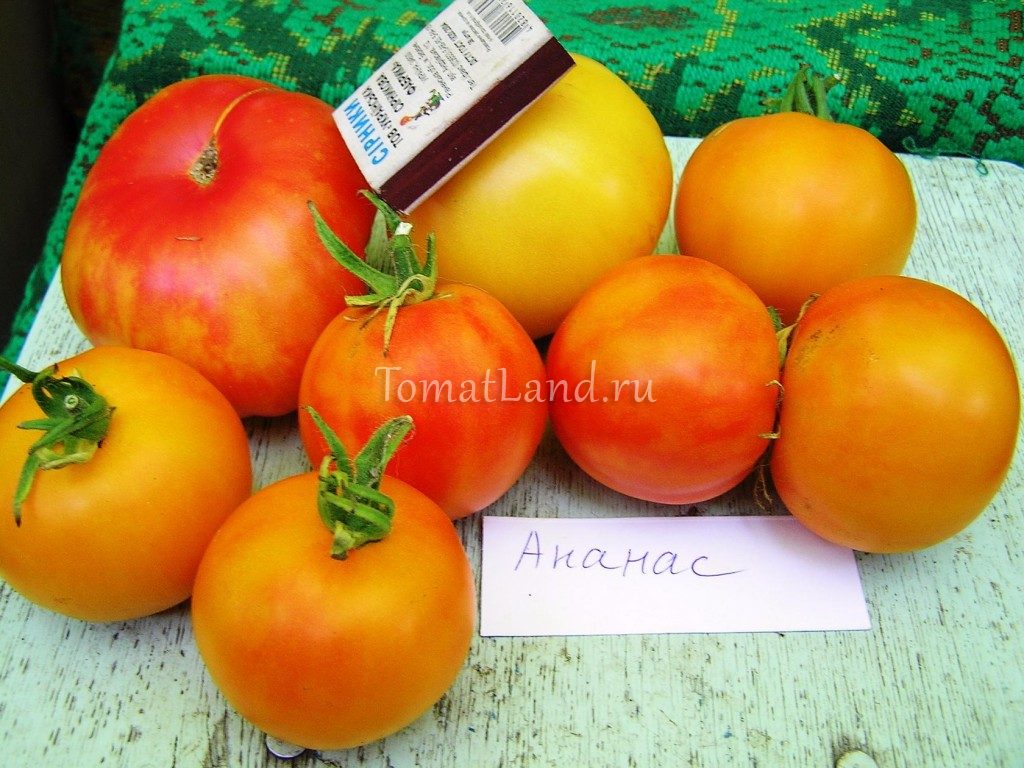 Описание сорта томата ананас, особенности выращивания и ухода
