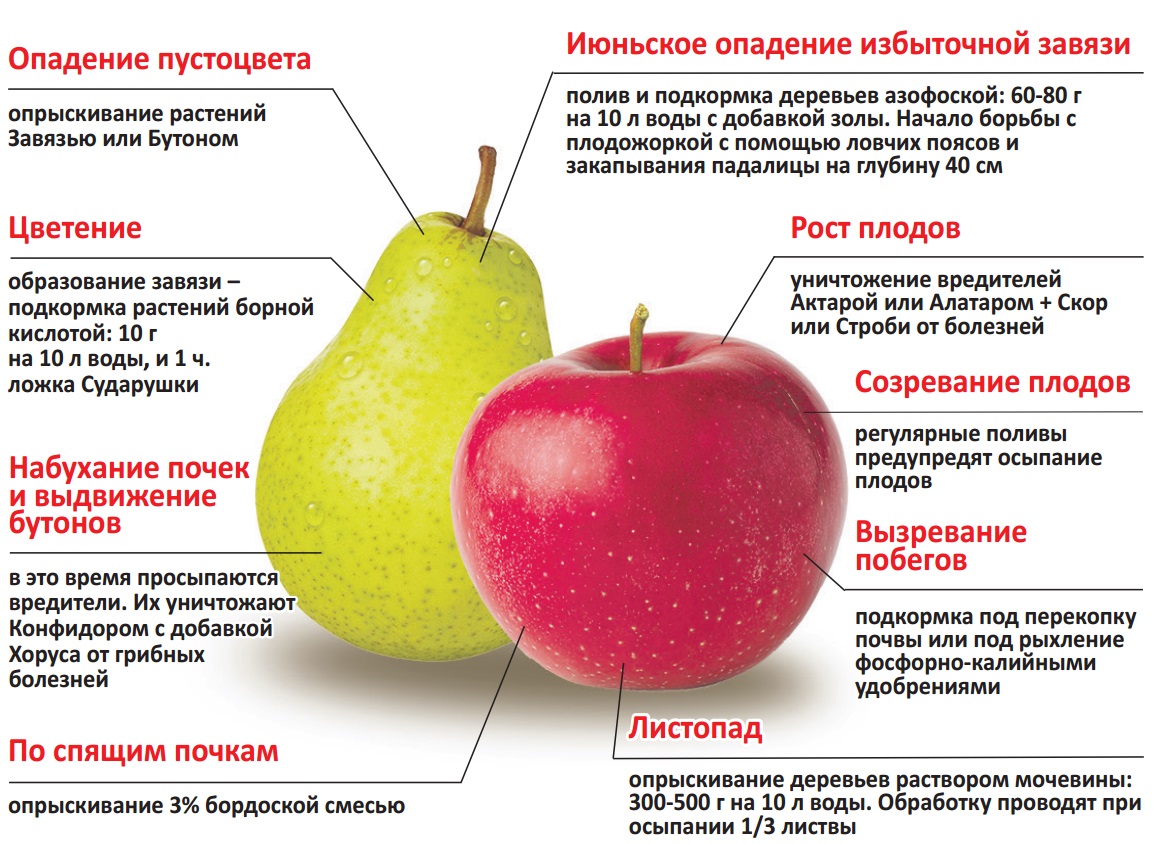 5 причин, почему не плодоносит яблоня