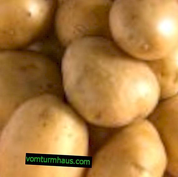 Сорт картофеля импала: описание, выращивание