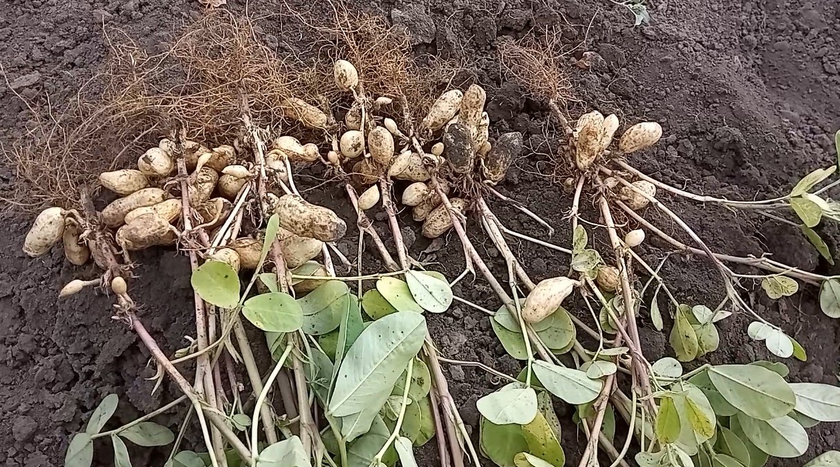 Как посадить арахис на огороде в белоруссии: сорта, уход