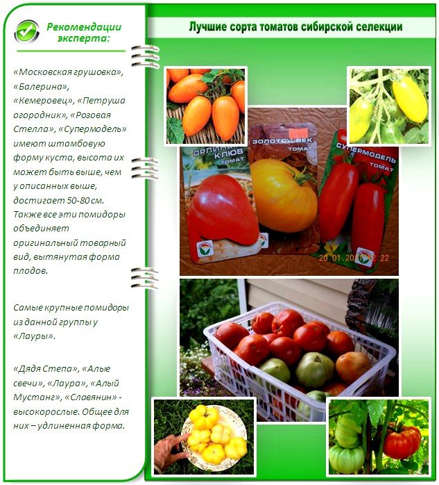 Кистевые томаты для теплиц сибирской серии