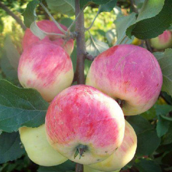 Сорт яблок уралец фото и описание