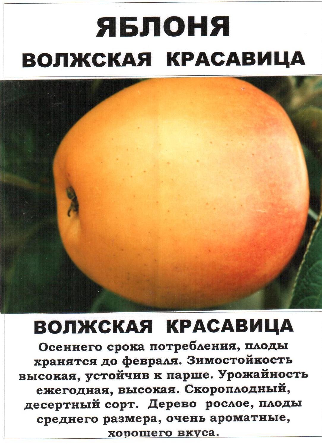 Яблоня башкирская красавица — подробная характеристика сорта