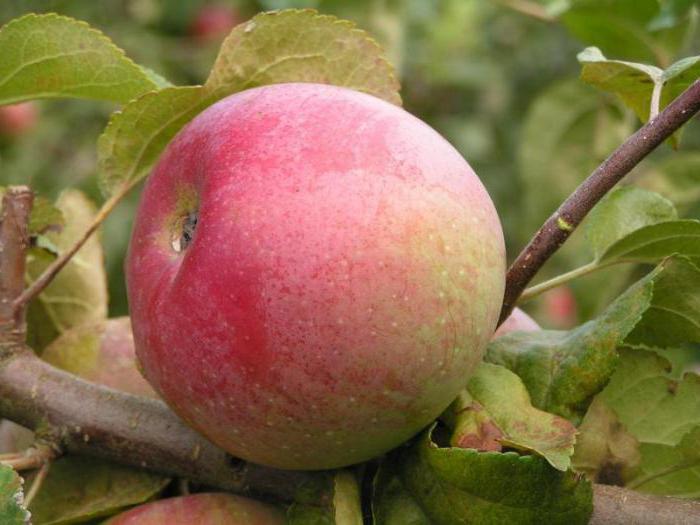 Сорт яблони «ветеран»: характеристика, плюсы и минусы, советы по выращиванию