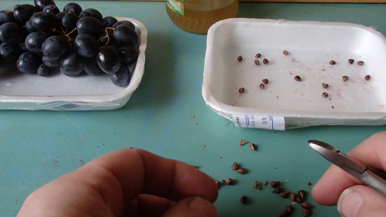 Можно ли вырастить виноград из косточки дома и будет ли он вкусным
