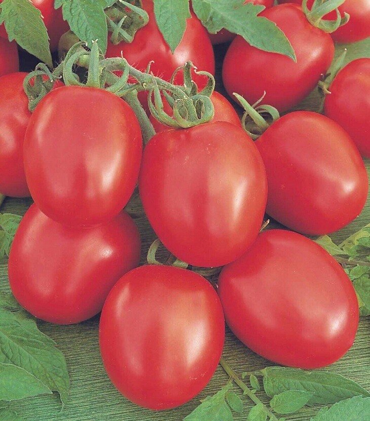 Сорта томатов для самарской области: обзор лучших с фото