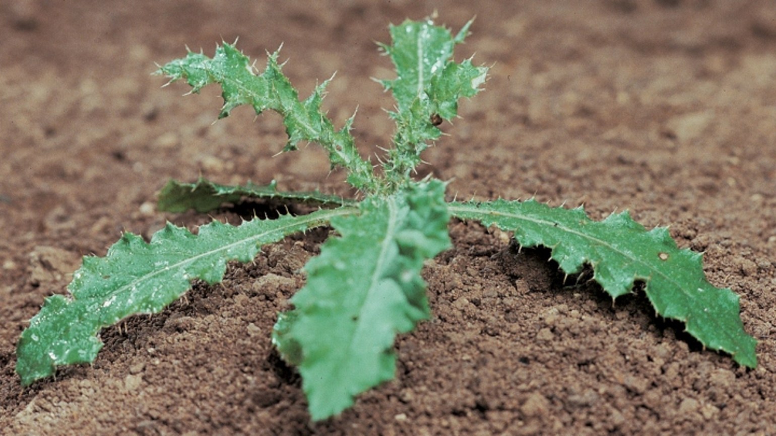 Какую пользу и вред приносят сорняки + как из них сделать удобрение