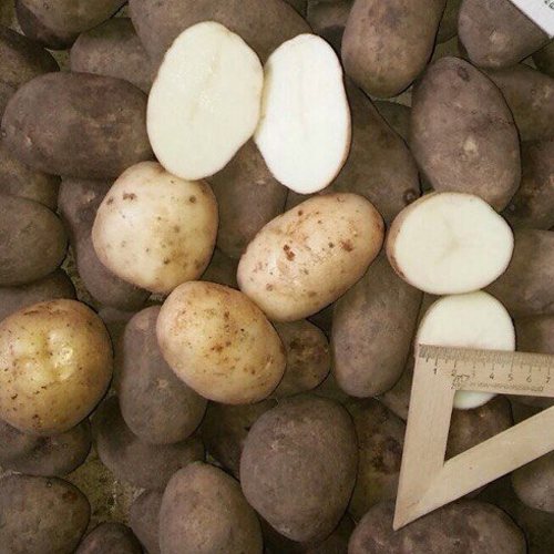 Описание и характеристики 15 лучших сортов картофеля для Белоруссии