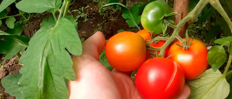 Ультраскороспелый гибридный томат «леопольд»: характеристики и достоинства сорта