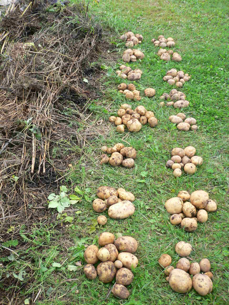 Выращивание картофеля под соломой, в том числе посадка, а также отзывы о полученных результатах