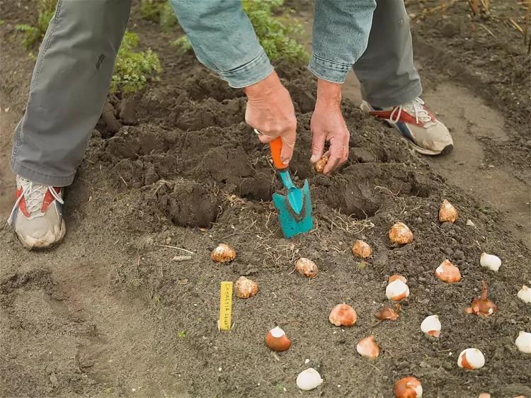 Посадка тюльпанов осенью: когда и как посадить луковицы (месяцы)