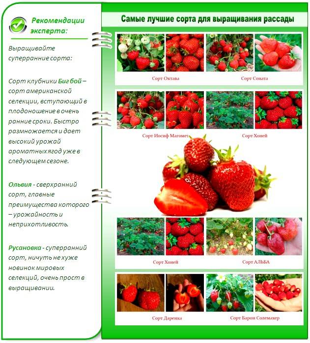 Выращивание клубники фриго: описание и характеристика метода, особенности ухода, фото
