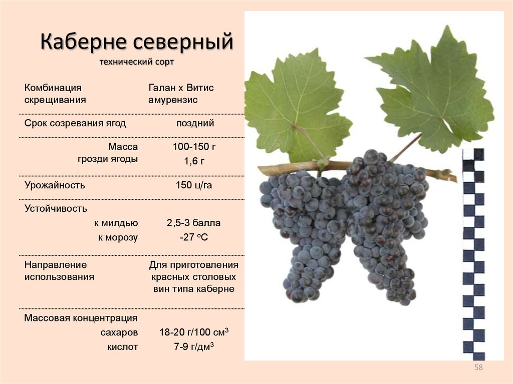 Виноград кишмиш 342: описание сорта, посадка и размножение