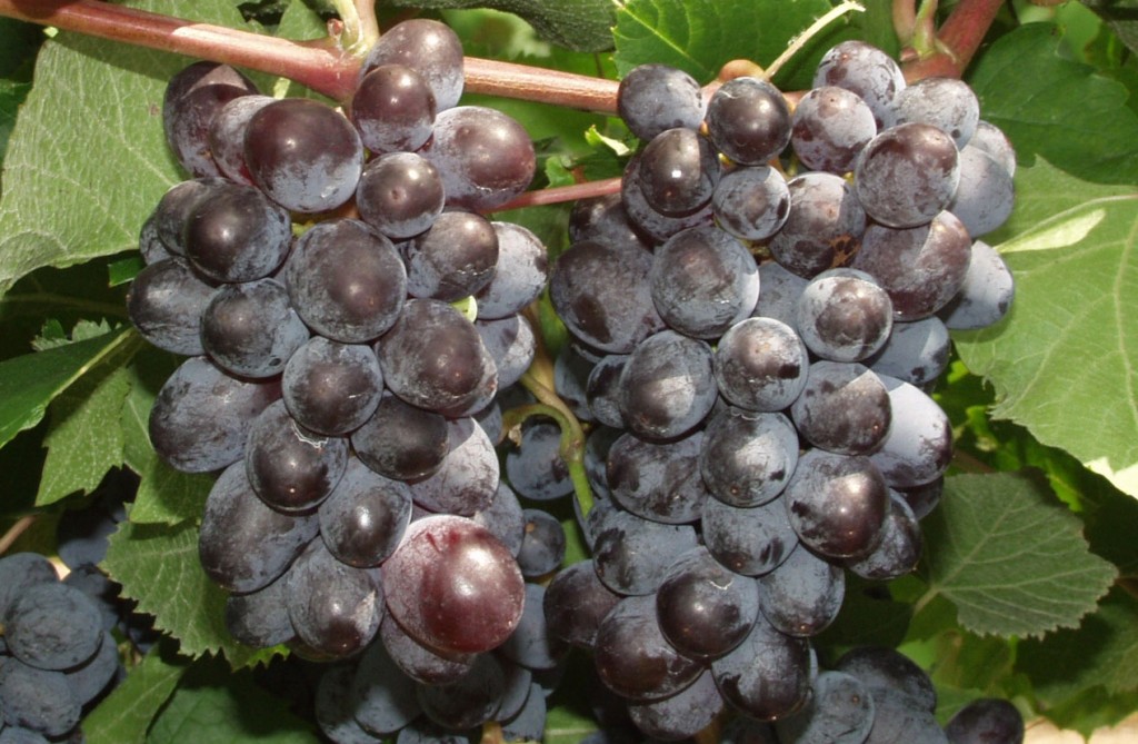 Виноград «юпитер»: описание сорта, фото и отзывы