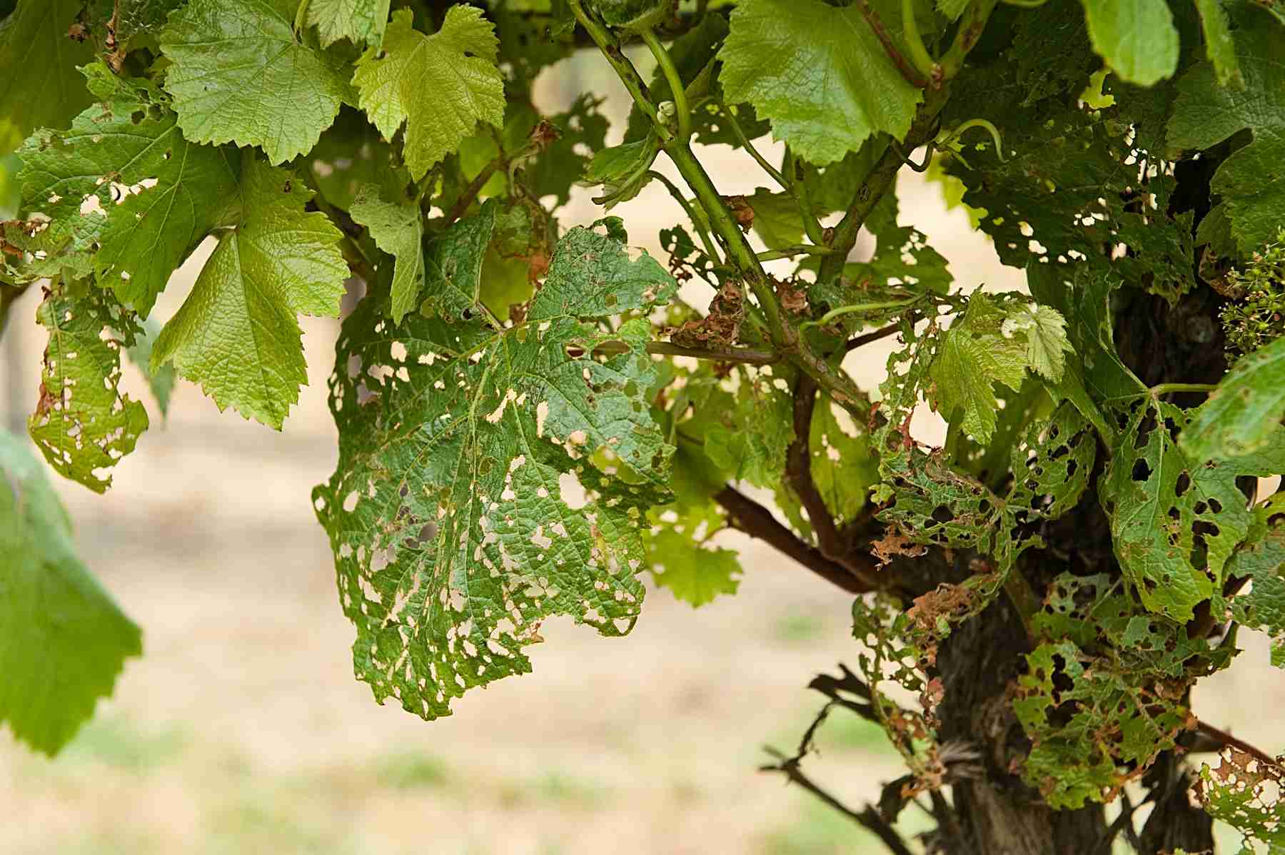 Причины филлоксеры на винограде, меры борьбы препаратами и народными средствами