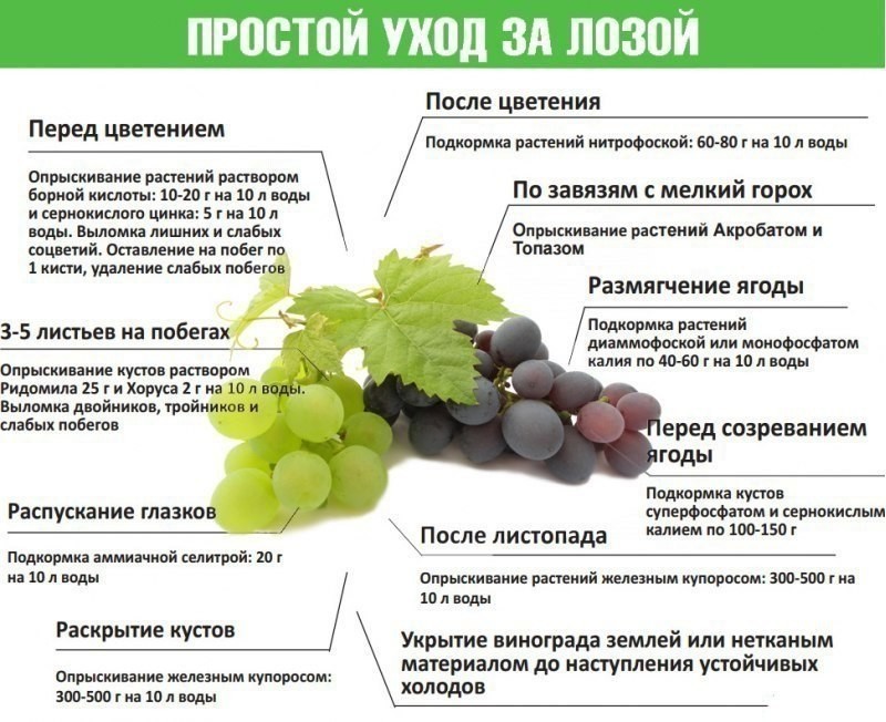 На какой год плодоносит виноград после посадки?