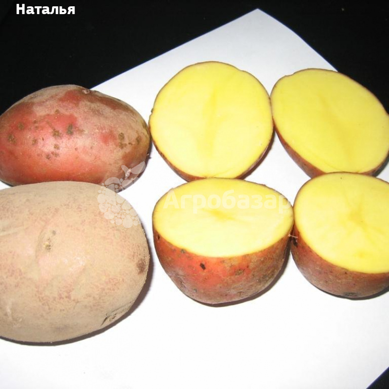 Картофель ред леди: характеристика и описание сорта, фото, отзывы