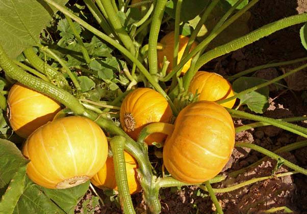 Выращивание тыквы в открытом грунте на урале: лучшие сорта, особенности посадки и ухода, когда снимать урожай с грядки