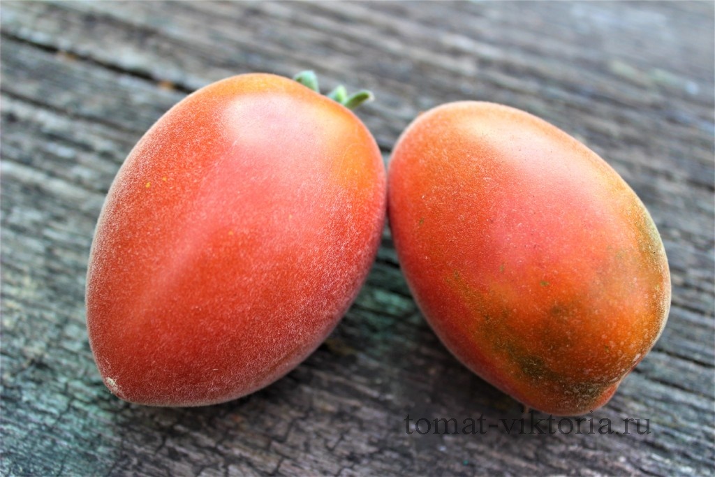 Описание томата мохнатый шмель и агротехника культивирования сорта