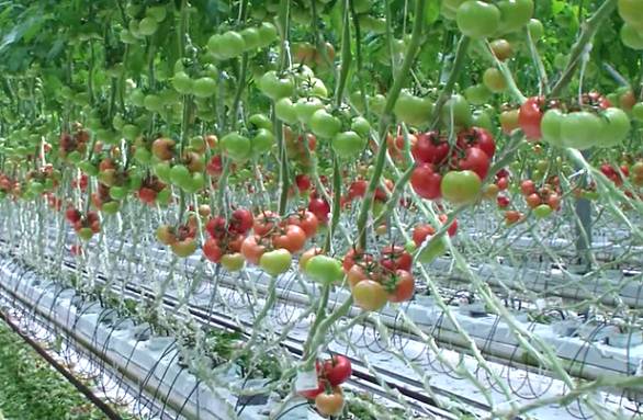 Правильная технология выращивания томатов на гидропонике в домашних условиях