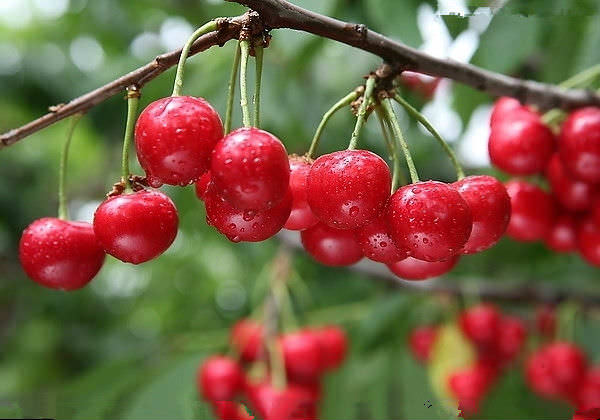 Войлочные вишни: популярные сорта, особенности посадки, ухода, обрезки и размножения с фото и видео