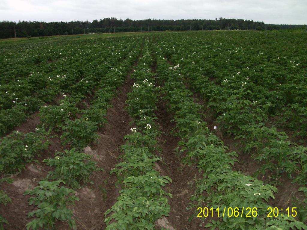Лучшее удобрение для картофеля при посадке в лунку на 2021 год