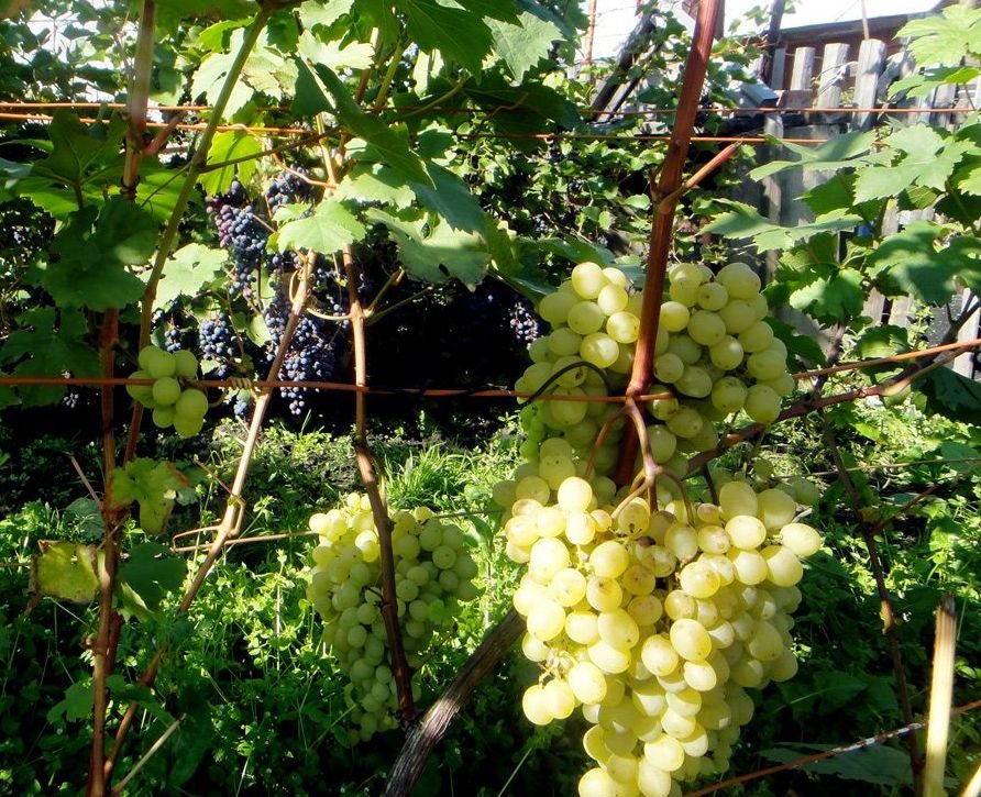 Сорт винограда шардоне: описание и характеристика, посадка и уход, размножение