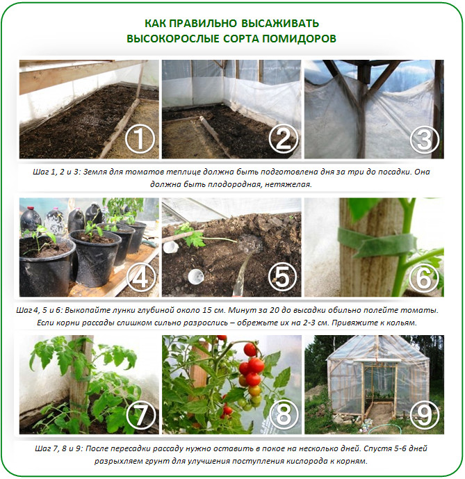 11 “ошибок” при выращивании рассады томатов