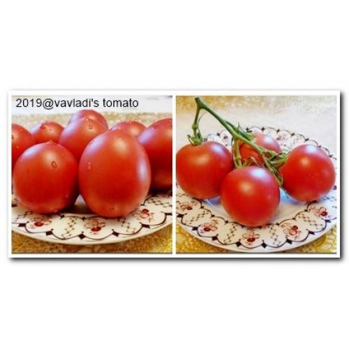 Шикарный сорт из поволжья — томат сызранская пипочка: характеристики и описание