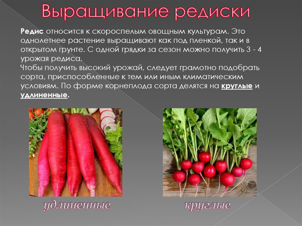 Овощная культура у которой основную часть корнеплода составляет корень