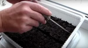 Правила подготовки почвы для выращивания рассады