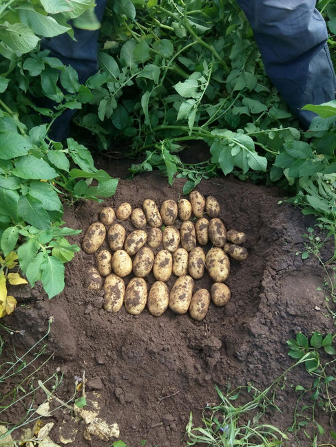 Сорт картофеля «королева анна» – описание и фото