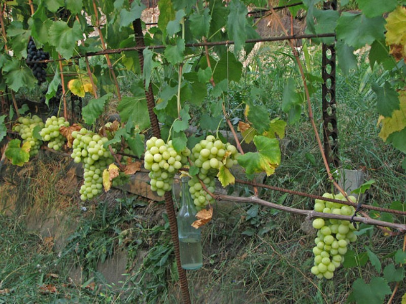 Описание сорта винограда лора: фото и отзывы, урожайность