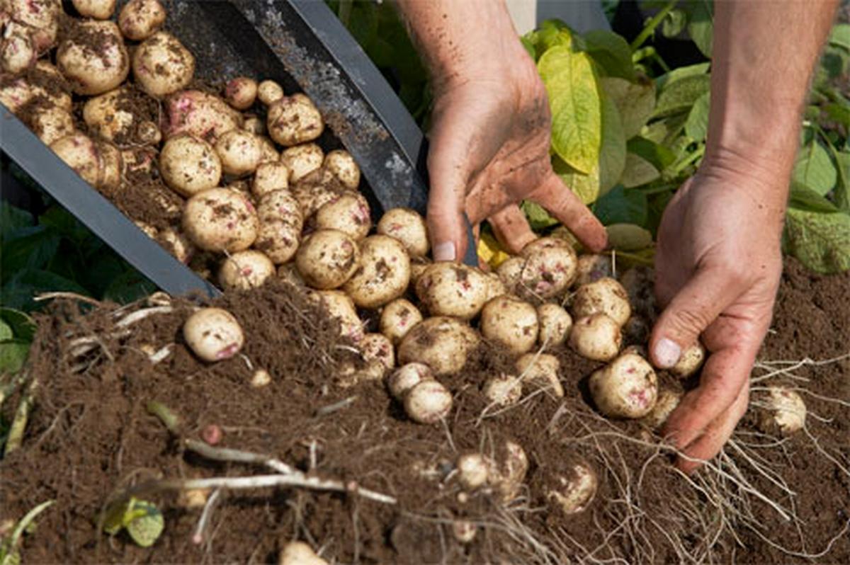 Технологии посадки и выращивания картофеля: традиционная, голландская, в мешках и под соломой