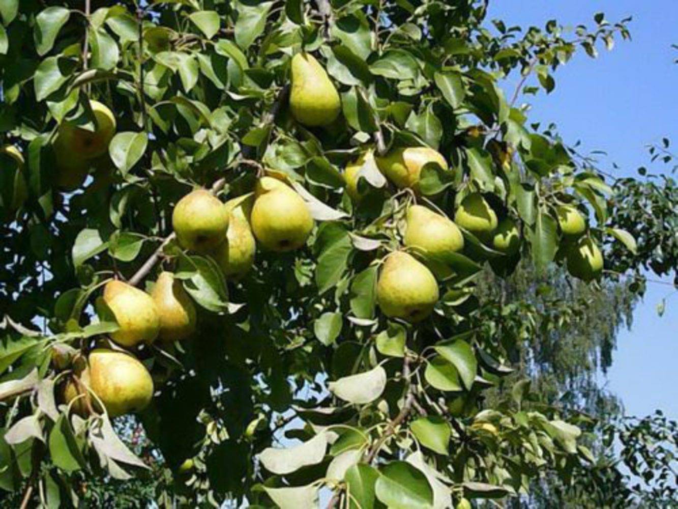 Груша чижовская – описание сорта, вкусовых качеств и ухода за деревом