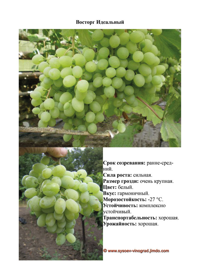 Описание винограда шардоне и использование для изготовления вина