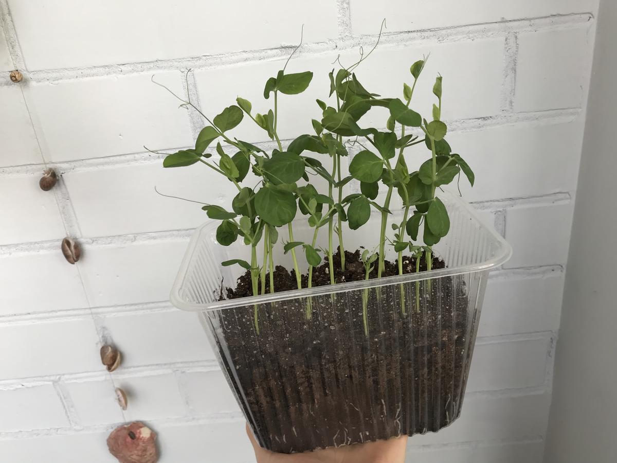 Как посадить, выращивать и ухаживать за горохом в домашних условиях на подоконнике и балконе
