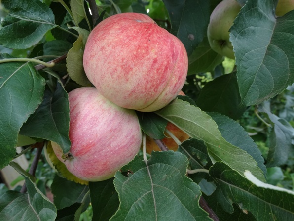 Боровинка – сорт яблок и особенности его выращивания + видео