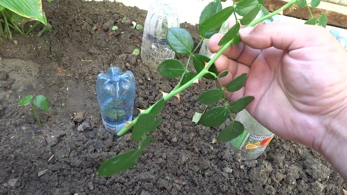 Размножение роз черенками летом в саду фото видео