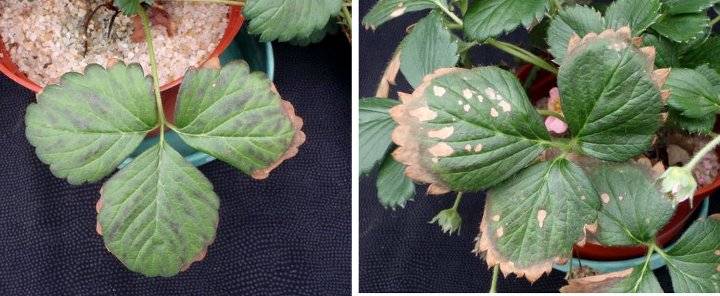 Скручиваются листья у клубники: почему так происходит, что делать и как спасти клубнику (140 фото)