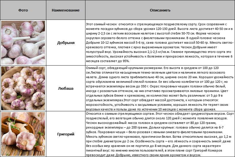 Особенности выращивания озимого сорта чеснока любаша