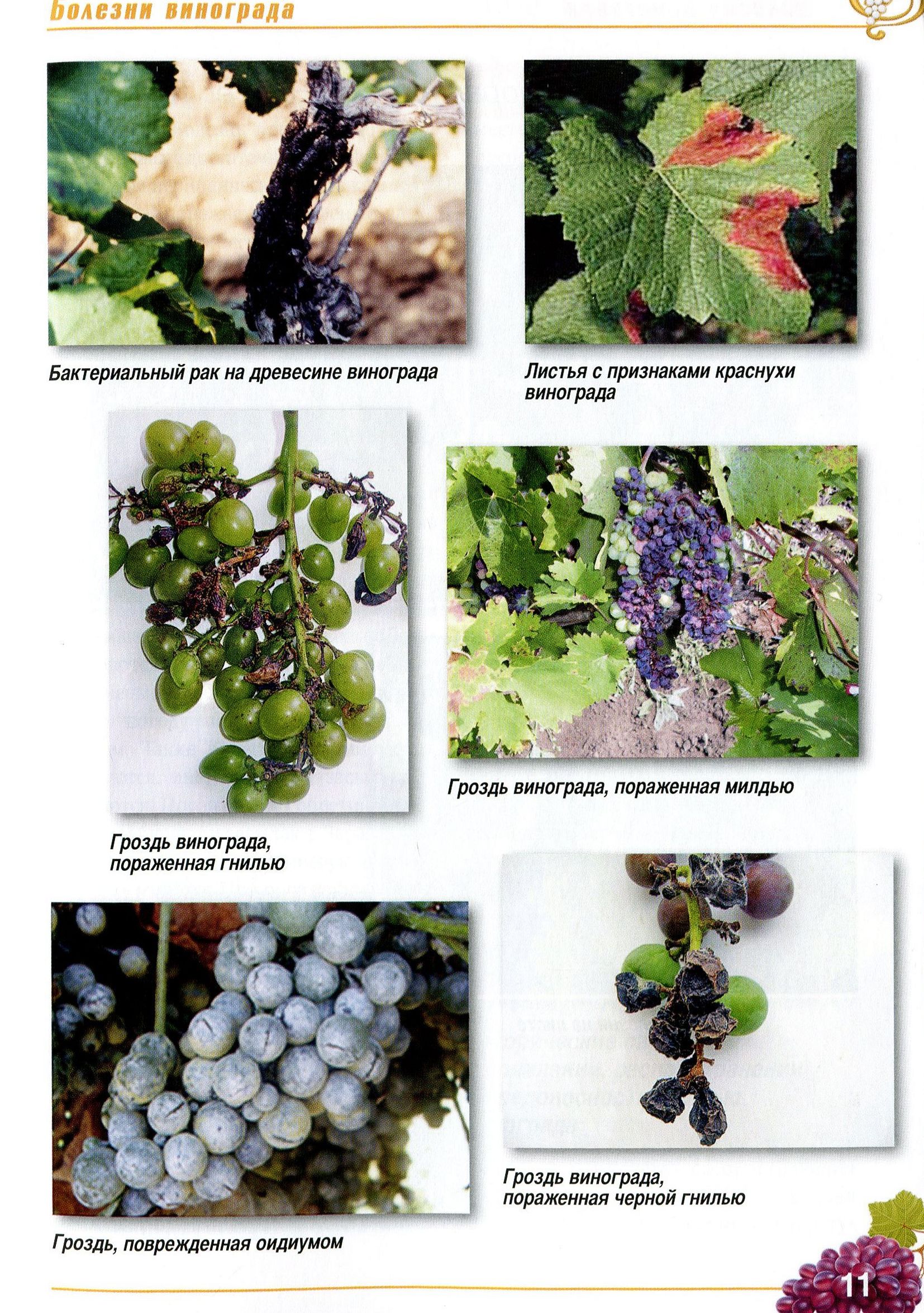 Болезни винограда: описание с фотографиями и способами лечения