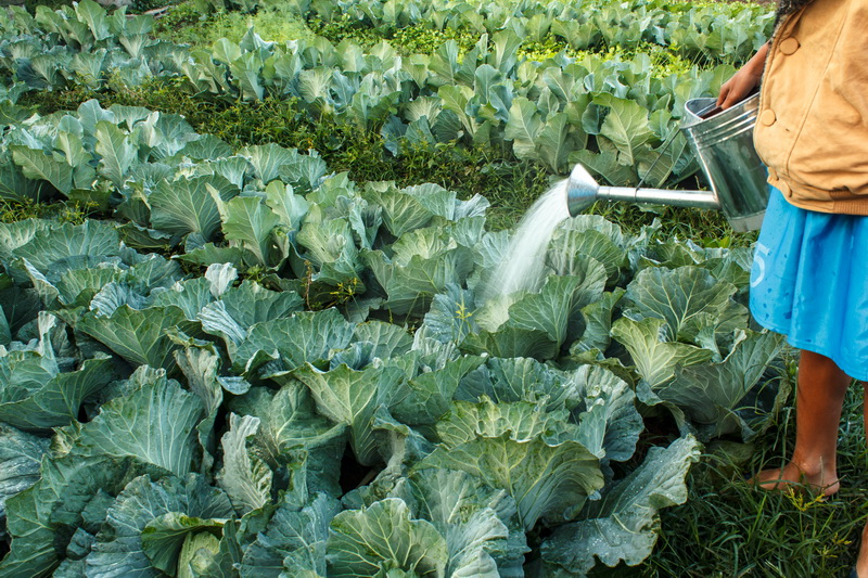 Как часто поливать капусту в открытом грунте: советы по уходу