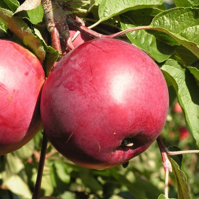 О яблоне белорусское сладкое: описание и характеристики сорта, посадка и уход