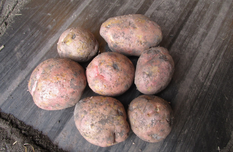 Картофель аврора – описание сорта, фото, отзывы