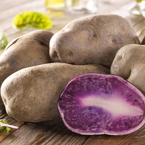 Фиолетовый картофель: сорта, описание, отзывы,